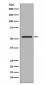 Anti-Smad2 Rabbit Monoclonal Antibody
